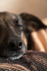 close-up of dog lies on pillow under plaid