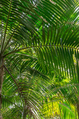 Fototapeta na wymiar Under the Palms in the Rainforest