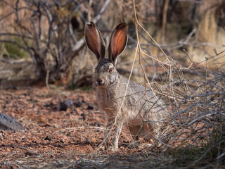 White-tailed Jack Rabbit Sitting Still