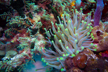 Naklejka na ściany i meble Anemone on the Reef