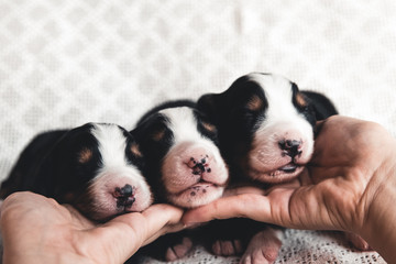 Little puppy of Bernese Mountain Dog in bed. Cute animals