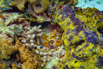 Very Hidden Lion Fish in the Colorful Coral