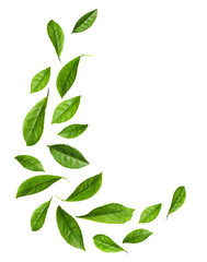 Fresh green tea leaves flying on white background