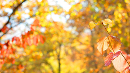 Leaves glowing bright sunlight nature