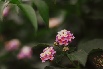 pink and white wildflowers 