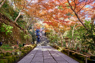 Path under trees with red leaves in autumn