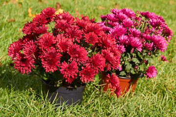 lush flower pots on grass,two beautiful chrysanthemum flowerpots on the grass stands