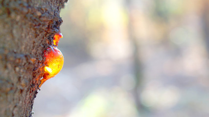Resin glowing trees forest nature
