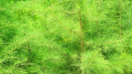 Plants leaves trees sun nature