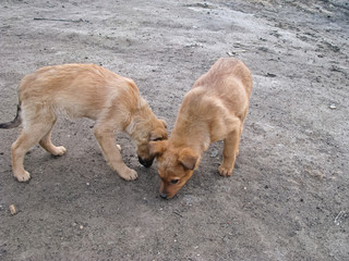Two Friendly, Brother-Puppies Are Sniffing Carefully at Something On the Ground