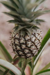 pineapple in the garden