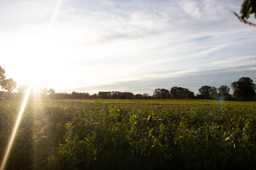 feld im Sonnenuntergang