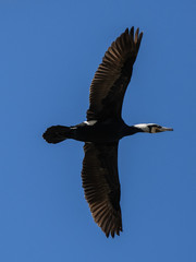 Kormoran am blauen Himmel