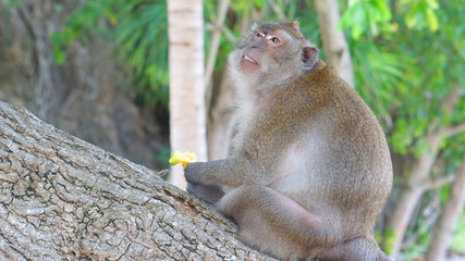 Monkey animal wild wildlife nature