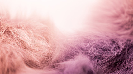 Furry fabric background, copy space colored background