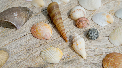 Shells beach wild wildlife nature