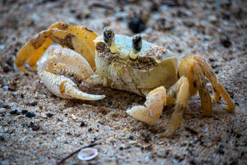 Crab On The Beach