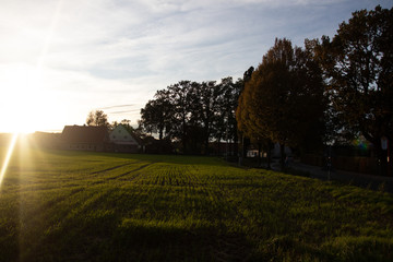 Feld