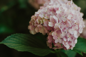 close up of pink hydrangea flower