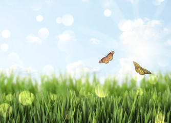 Fresh green grass and butterflies on sunny day. Spring season