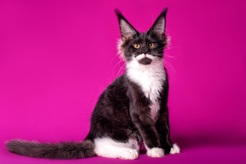 Adorable cute maine coon kitten on purple background in studio, isolated. Calendar style. Copy space.