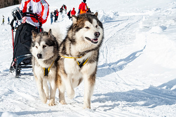 Sleddog scene in the italian alps