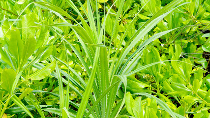 Plants leaves trees sun nature