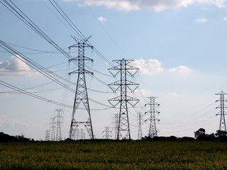 Farm with sunflower plantation surrounded by electric grid