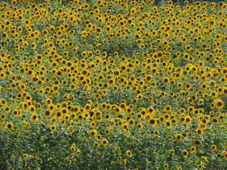 Farm with sunflower plantation in large quantities
