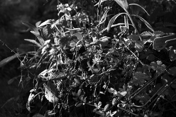Massive black and white flowers, with an interesting play of light.