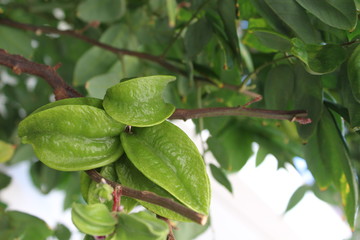 Carambola fruit