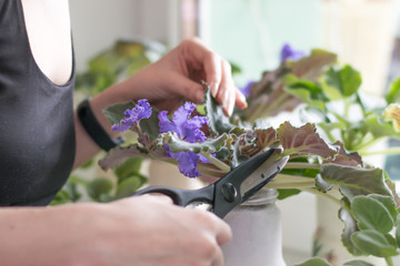 Homework floriculture, plant growing and flower care on the windowsill. Varietal blooming violet violets. Fun with self-isolation for girls and women.