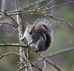 A squirrel on a branch with a nut