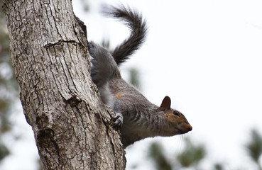 A squirrel on the side of a tree