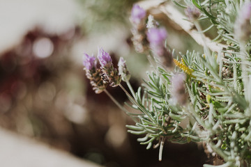 close up of lavender flower
