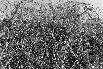 Dry old grass. Spring day. Closeup plants in black and white color, Tangled stems.
