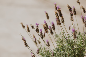 bunch of lavender flowers