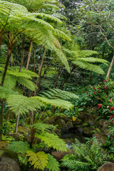 Rainforest Vegetation with Flowers