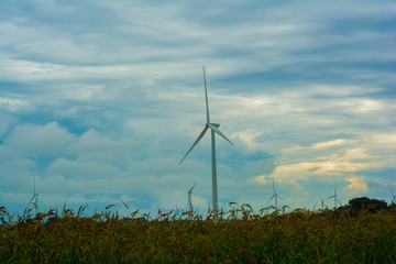 wind turbines in the field