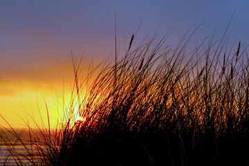 Sunset Through the Reeds