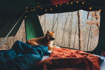 Lovely Shiba Inu traveler dog in camping tent in mountains, weekend in forest, Atmospheric lanterns in a camp tent © iana_kolesnikova