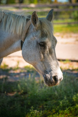 Fototapeta na wymiar Portrait of white old horse. Farm animals. Green Grass.