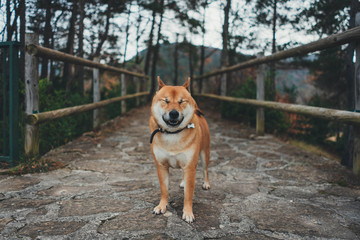 Funny portrait of Shiba Inu dog walking in the forest, funny animal emotions, Adorable animals and spring nature concept