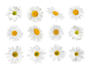 Set of beautiful chamomile flowers on white background