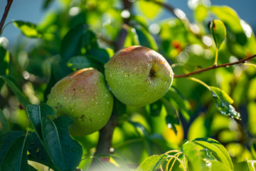 Ripe pear with drops of dew on a tree