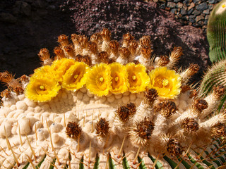 The Cactus garden designed by César Manrique