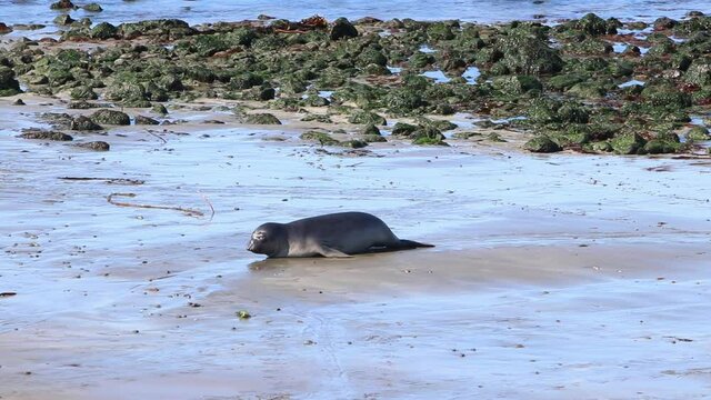 California Sea Lions And Seals are easily spotted at many beaches in the USA. Pacific harbor seals, elephant seals, and rarer fur seals