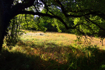 leaves of walnut tree and grass field