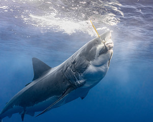 A Great White Shark extends its jaw to bite down on fish bait
