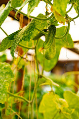 Little cucumbers growing on branches, beautiful greenhouse harvest concept. Vertical